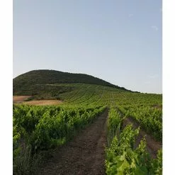 Acheter ⭐ Mas Amiel Carerades, 2012 - Côtes-du-Roussillon-Villages AOP - Rouge - 75 cl ???? -Vins Rouges Soldes 3281540014116 5