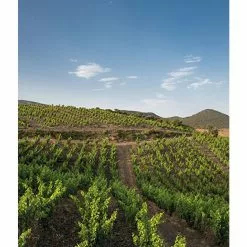 Acheter ⭐ Mas Amiel Carerades, 2012 - Côtes-du-Roussillon-Villages AOP - Rouge - 75 cl ???? -Vins Rouges Soldes 3281540014116 7