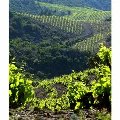 Bon marché ???? Mouline de Ciffre Altiniac Grande Cuvée, 2018 - Faugères AOP - Rouge - 75 cl ???? 15 Bon marché ???? Mouline de Ciffre Altiniac Grande Cuvée, 2018 - Faugères AOP - Rouge - 75 cl ???? -Vins Rouges Soldes 3454781519652 7