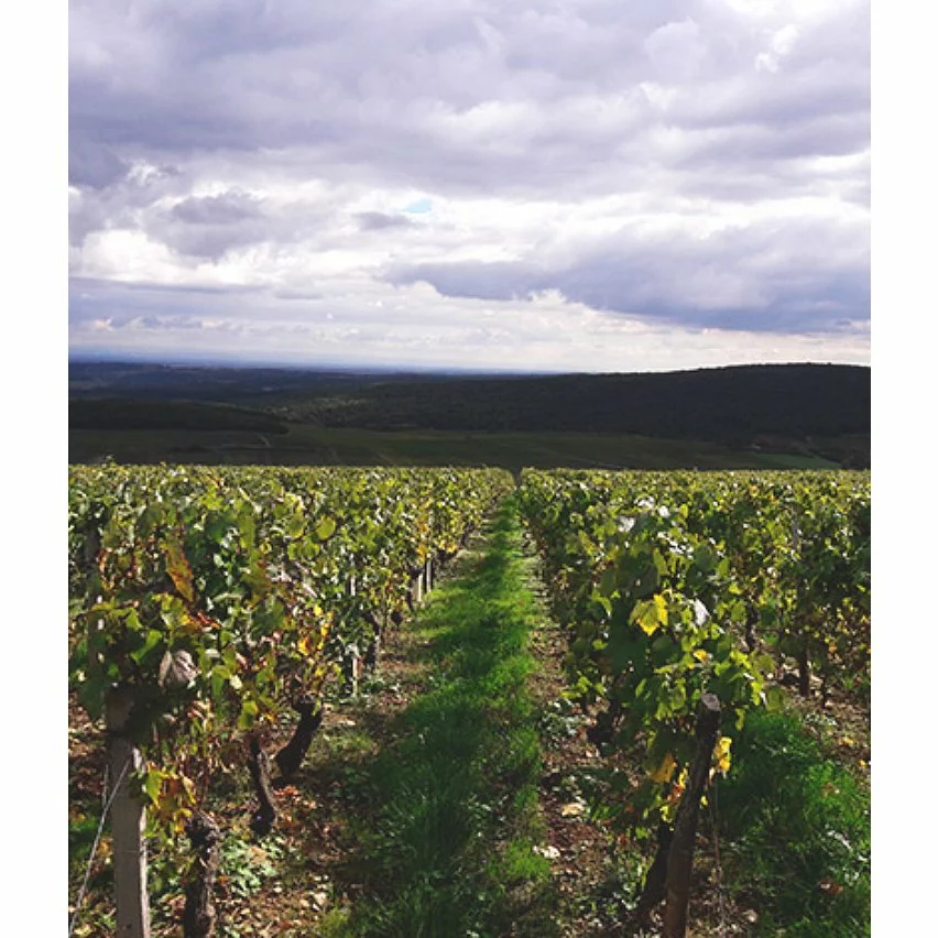 De gros ???? Baronne de Saint-Jean, 2021 - Mâcon-Azé AOP - Rouge - 75 cl ???? 4 De gros ???? Baronne de Saint-Jean, 2021 - Mâcon-Azé AOP - Rouge - 75 cl ???? – Image 2